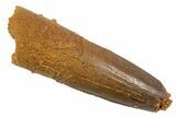 Juvenile Fossil Spinosaurus Tooth - Real Dinosaur Tooth #345888-1